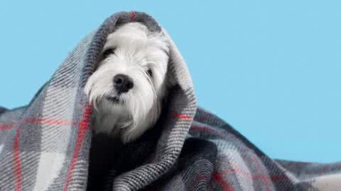 Campanha do Agasalho Animal arrecada cobertores e roupinhas para pets em São Vicente - Imagem: reprodução Freepik