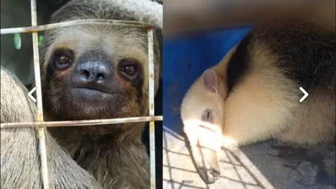 Além dos animais, também foi realizado o manejo de 62 insetos, incluindo abelhas, vespas e marimbondos - Imagem: reprodução redes sociais