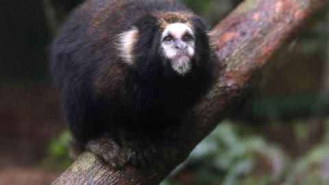 Orquidário de Santos recebe saguis ameaçados de extinção como novos habitantes - Imagem: reprodução Prefeitura de Santos