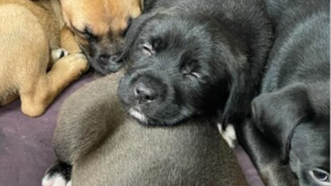 Bertioga tem 150 animais disponíveis para adoção; veja como adotar - Imagem: reprodução /Freepik