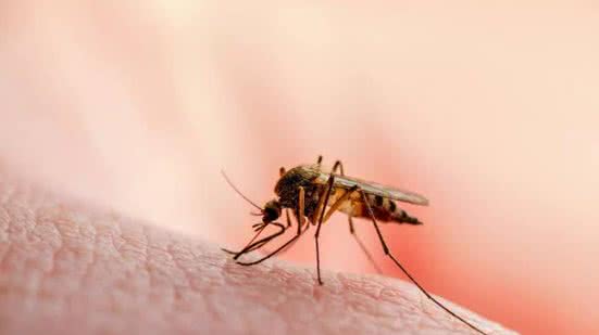 Porto de Santos identifica dois casos de malária; saiba detalhes - Imagem: Reprodução/Freepik