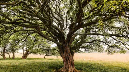 Árvore que reduz CO2 na atmosfera será instalada em Santos - Imagem: Reprodução/Freepik