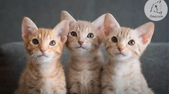 Os visitantes poderão conhecer e conversar com profissionais especialistas e estudiosos sobre o comportamento felino - Imagem: Instagram/ @expogatos_praia