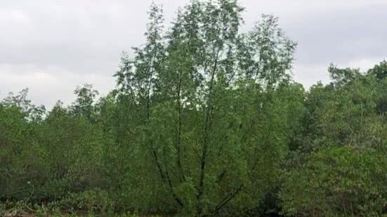 SEMIL inicia projeto para erradicar árvore exótica invasora no Parque Estadual Serra do Mar - Imagem: Divulgação/ Fundação Floresta