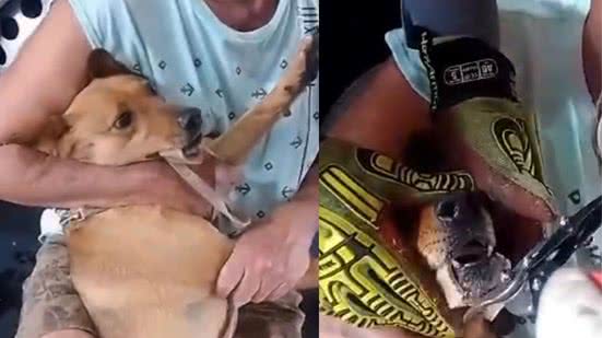 O animal estava nitidamente agoniado com o osso preso - Imagem: Divulgação