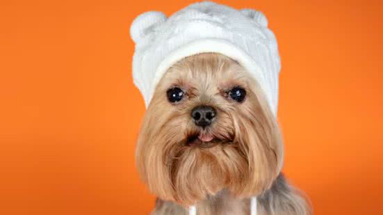 Prefeitura de Bertioga promove adoção de cães e gatos com evento semanal - Imagem: Reprodução/Freepik