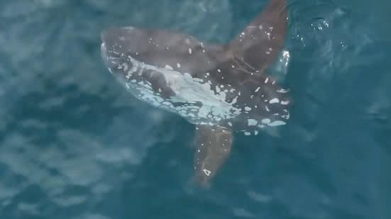 O peixe é conhecido como peixe-lua - Imagem: Reprodução/ Instagram @rafa.mesquita