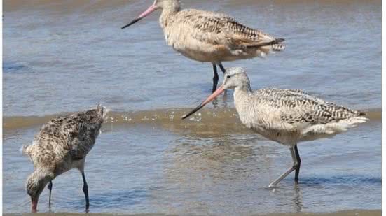 Aves ameaçadas de extinção: Maçarico-marmóreo - Imagem: Reprodução/Daniel HInckley
