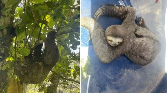 Bicho-preguiça é encontrado preso em caminhão no litoral de SP - Imagem: Divulgação/ Helder Lima/ Prefeitura de Guarujá