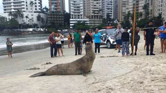 Este é o segundo caso de animal encalhado em praias do Guarujá em uma semana - Imagem: Divulgação/ Costa Norte