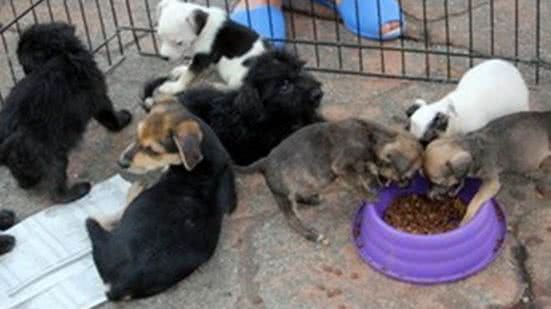 Feira de adoção de cães com deficiência acontece no litoral de SP - Imagem: Divulgação/ Prefeitura de São Vicente