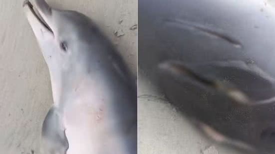 Boto recém nascido é encontrado morto com marcas de atropelamento no litoral de SP - Imagem: Divulgação/ IPeC