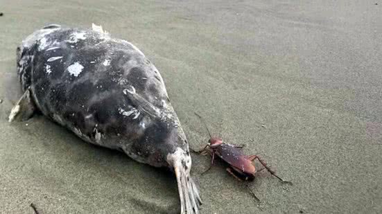 Baratas encontradas - Imagem: Reprodução/Redes Sociais