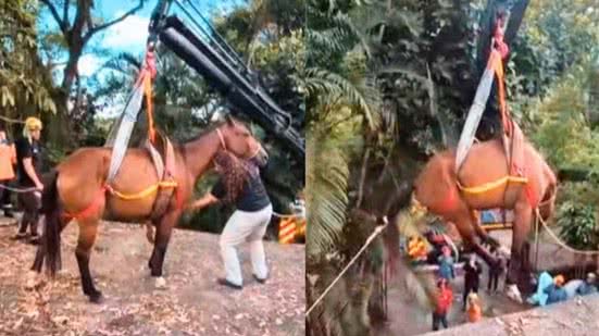 Animal apresentava também sinais sugestivos de maus-tratos - Imagem: Divulgação/ Prefeitura de Peruíbe