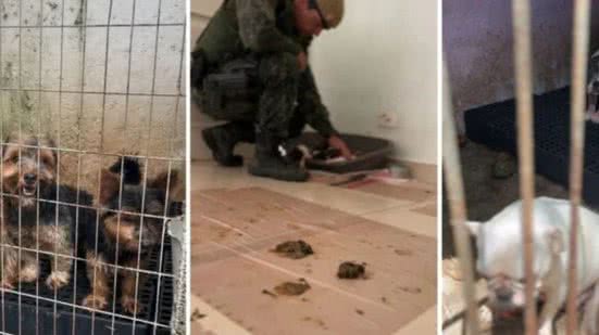 Os responsáveis pela operação irregular foram multados em R$ 1,2 milhão e levados à delegacia para providências legais - Imagem: Reprodução/Polícia Civil e Militar