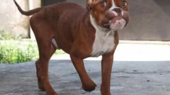 Confira os endereços da Codevida em Santos para realizar o agendamento da castração do seu pet - Imagem: Reprodução/ PMS