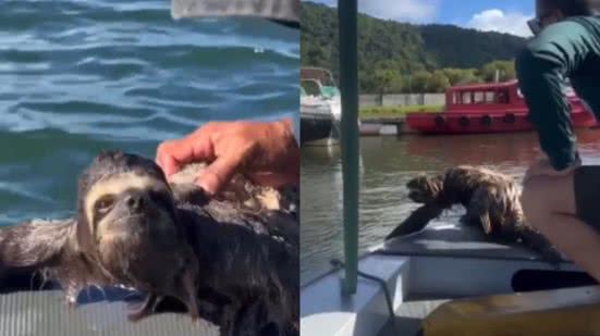 Autoridade alerta sobre cuidados com animais silvestres em situações semelhantes - Imagem: Reprodução/ Grupamento de Defesa Ambiental