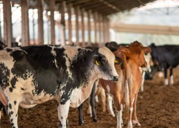 Dois lotes da vacina Excell 10 pode ter matado quase 200 animais