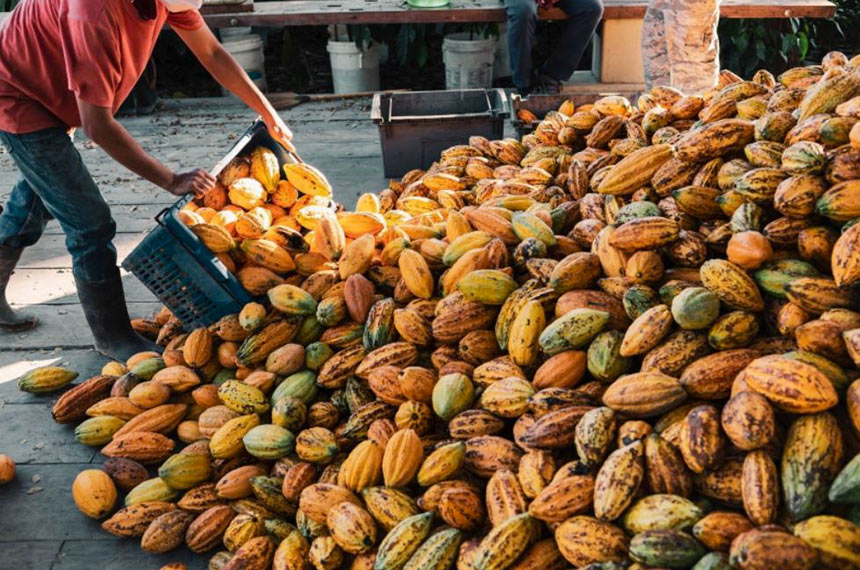 CDR vota anistia a dívida de produtores de cacau — Senado Notícias