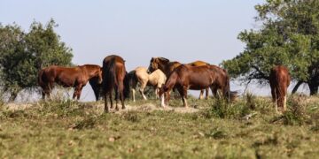 Três pessoas tiveram encefalite equina venezuelana no AM, dizFiocruz