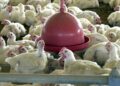 Chile e Arábia Saudita retiram restrição à carne de frango do Brasil