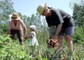 Pronaf e Plano Safra para agricultura familiar estão perto de se tornarem lei — Senado Notícias