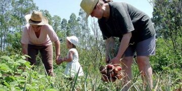 Pronaf e Plano Safra para agricultura familiar estão perto de se tornarem lei — Senado Notícias