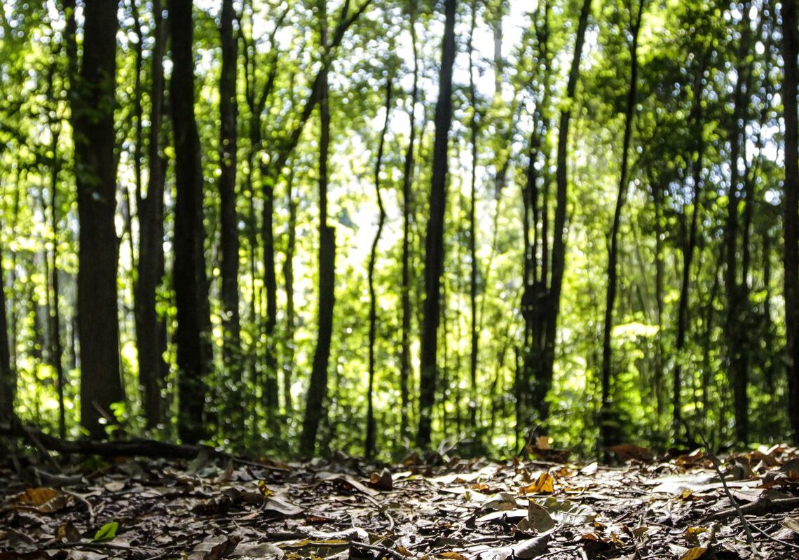 Produção florestal do país cresce 16,7% e chega a R$ 44,3 bi em 2024