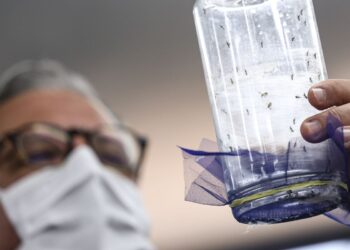 Fábrica de mosquitos oferece tecnologias para redução da dengue