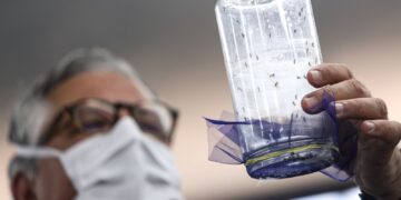 Fábrica de mosquitos oferece tecnologias para redução da dengue