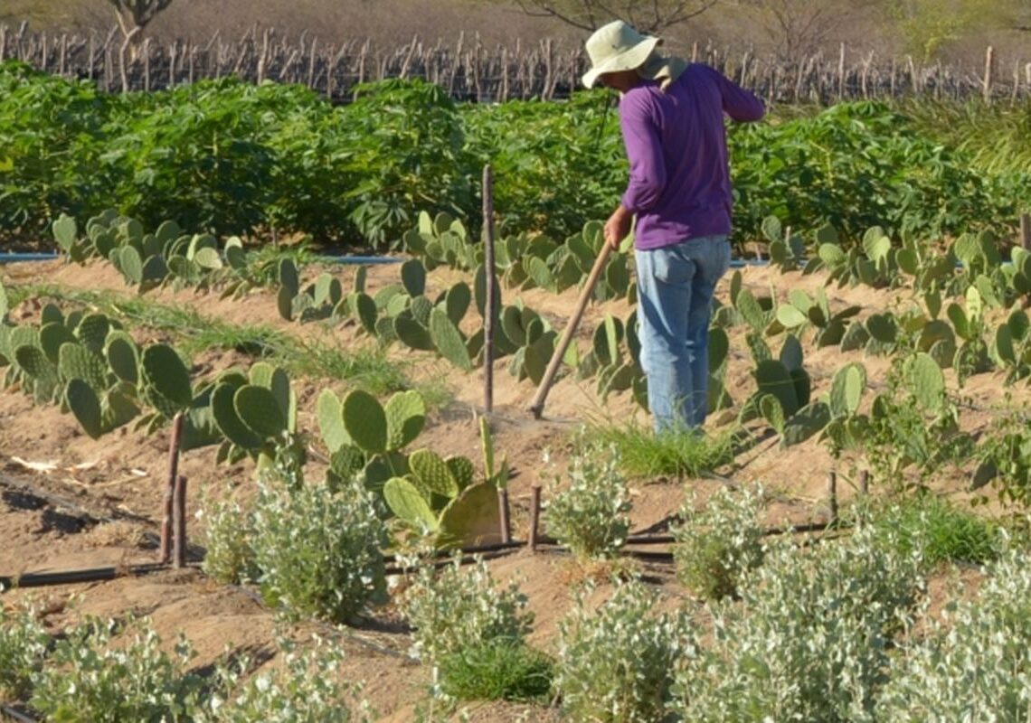 CMN simplifica crédito rural a populações tradicionais e extrativistas