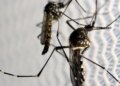 Vacina contra a dengue do Butantan pode beneficiar saúde global