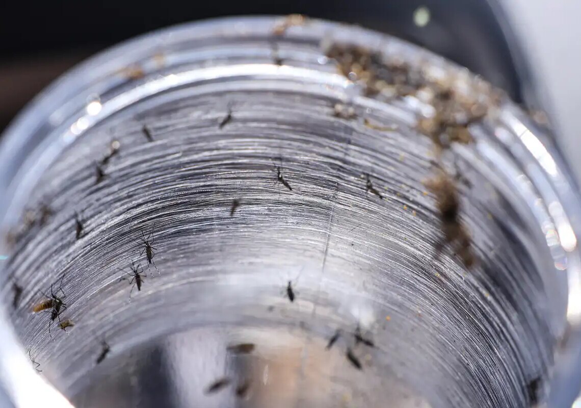 Ministério da Saúde intensificará mobilização contra dengue no Brasil