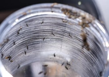 Ministério da Saúde intensificará mobilização contra dengue no Brasil