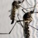 Dia D de combate ao Aedes aegypti ocorre neste sábado em todo o país