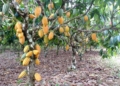 Lei reconhece Ilhéus, na Bahia, como Capital Nacional da Rota do Cacau e do Chocolate – Notícias