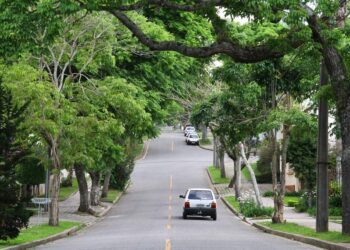 Lei autoriza poda de árvore por profissional se o poder público se omitir — Senado Notícias