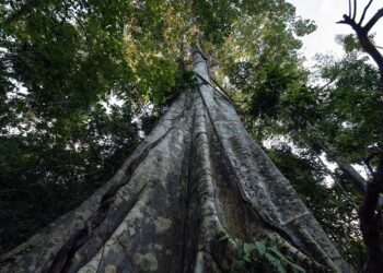 licenciamento ambiental e COP 30 marcam atividade no Senado — Senado Notícias