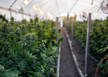 CRA pode votar regulamentação da cannabis medicinal — Senado Notícias