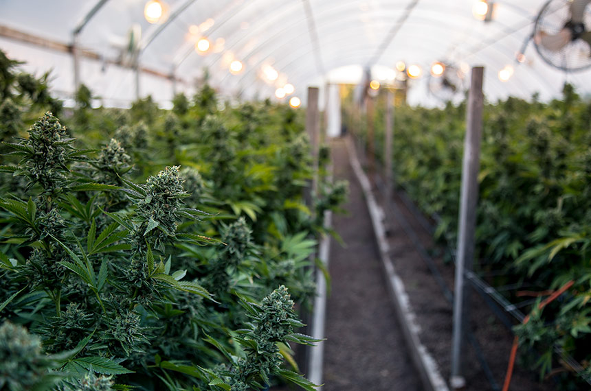 CRA pode votar regulamentação da cannabis medicinal — Senado Notícias