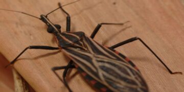 Ananindeua, no Pará, tem surto de casos da doença de Chagas