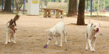 Estatuto dos Cães e Gatos pode ampliar pena para quem maltrata animais