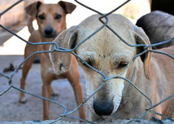 Senadores querem endurecer punição para maus-tratos a animais — Senado Notícias