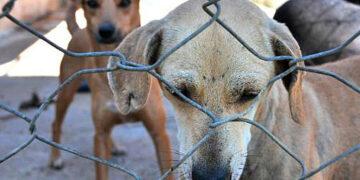 Senadores querem endurecer punição para maus-tratos a animais — Senado Notícias