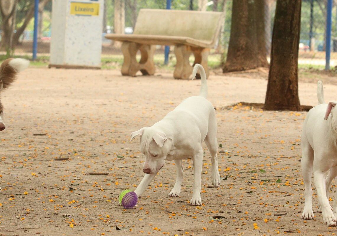 Estatuto dos Cães e Gatos prevê penas para quem maltratar animais