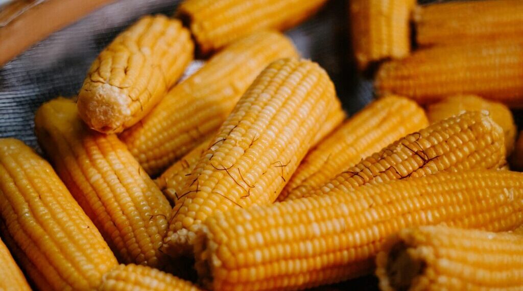 49ª Festa do Milho Verde de Tanquinho acontece em março, com entrada gratuita