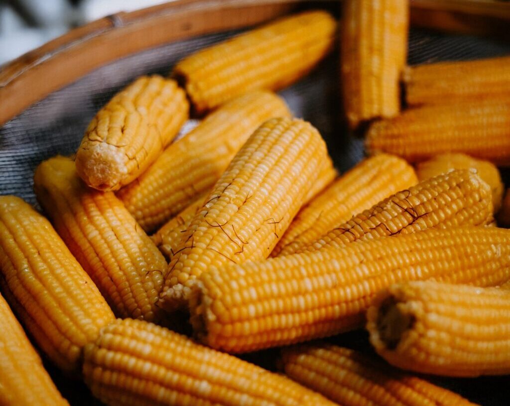 49ª Festa do Milho Verde de Tanquinho acontece em março, com entrada gratuita