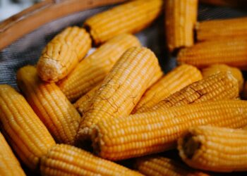 49ª Festa do Milho Verde de Tanquinho acontece em março, com entrada gratuita