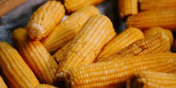49ª Festa do Milho Verde de Tanquinho acontece em março, com entrada gratuita