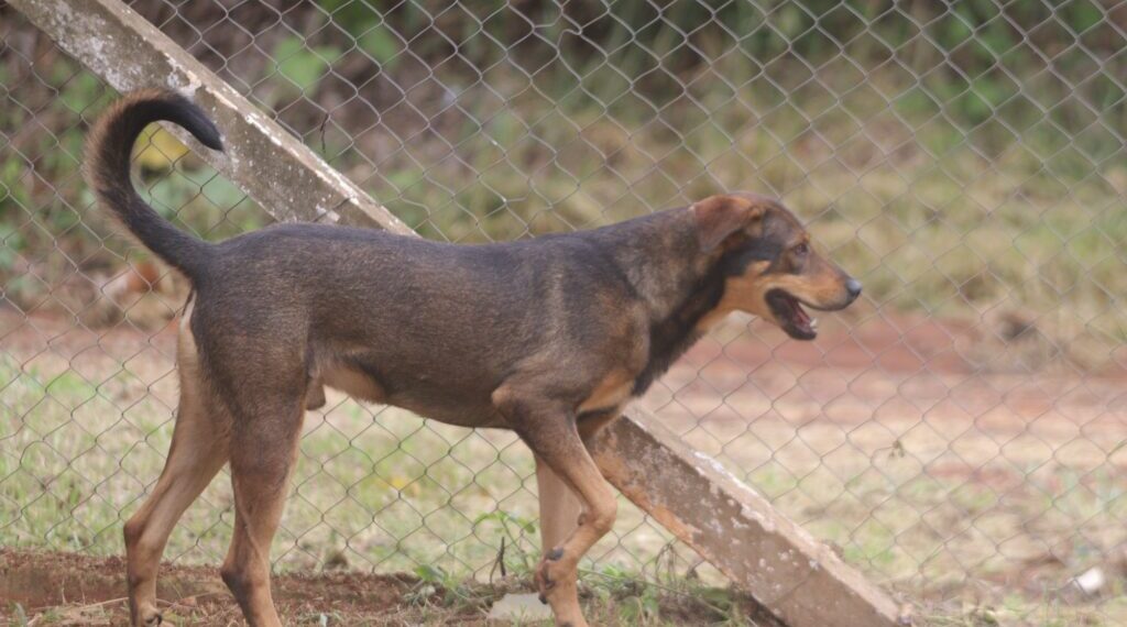 Prefeitura fará mutirão de castração de 360 animais de estimação em abril – Prefeitura de Hortolândia